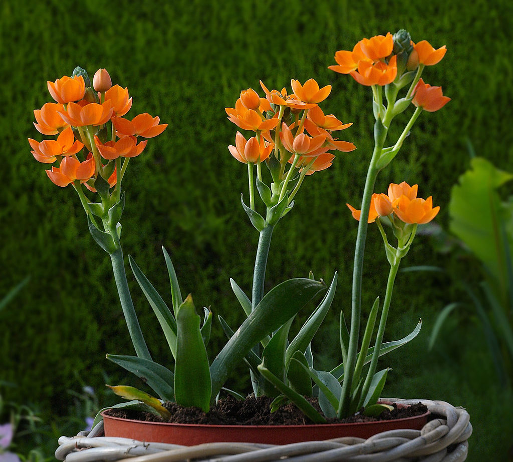 1024px-Ornithogalum_dubium_A